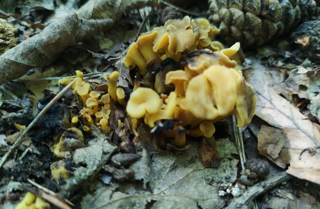 Schwärzende Kraterelle (Craterellus melanoxeros) - © Bernard Wieser